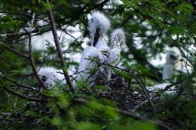 Newly Hatched Cattle Egret Chicks in Ajmer - India