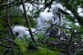 Newly Hatched Cattle Egret Chicks in Ajmer - India