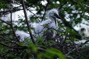 Newly Hatched Cattle Egret Chicks in Ajmer - India