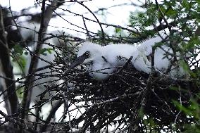 Newly Hatched Cattle Egret Chicks in Ajmer - India