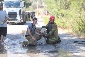 Izmir Wildfires 50 Thousand People Evacuated - Turkey