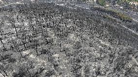 Izmir Wildfires 50 Thousand People Evacuated - Turkey