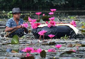 Water Lilies From Lake In Hokandara - Sri Lank