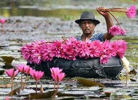 Water Lilies From Lake In Hokandara - Sri Lank