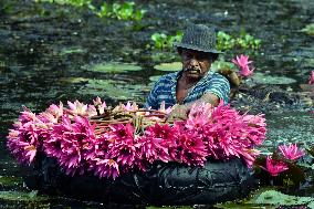 Water Lilies From Lake In Hokandara - Sri Lank