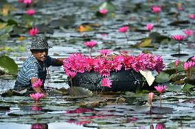 Water Lilies From Lake In Hokandara - Sri Lank
