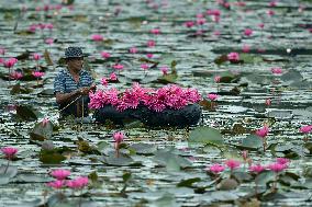 Water Lilies From Lake In Hokandara - Sri Lank