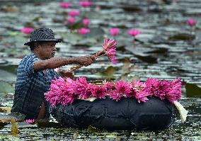 Water Lilies From Lake In Hokandara - Sri Lank