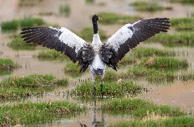 Wetlands Guard Bird Species from Plateau to Urban Landscape - China