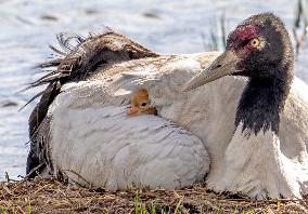 Wetlands Guard Bird Species from Plateau to Urban Landscape - China