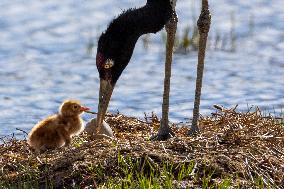 Wetlands Guard Bird Species from Plateau to Urban Landscape - China