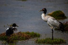 Wetlands Guard Bird Species from Plateau to Urban Landscape - China