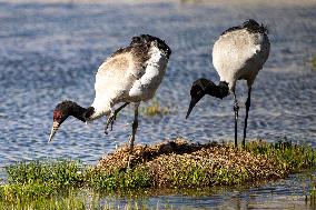 Wetlands Guard Bird Species from Plateau to Urban Landscape - China