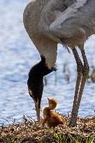 Wetlands Guard Bird Species from Plateau to Urban Landscape - China