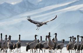 Wetlands Guard Bird Species from Plateau to Urban Landscape - China