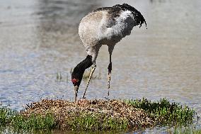 Wetlands Guard Bird Species from Plateau to Urban Landscape - China