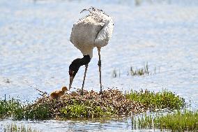 Wetlands Guard Bird Species from Plateau to Urban Landscape - China