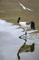 Wetlands Guard Bird Species from Plateau to Urban Landscape - China