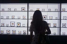 Global Amber Art Exhibition in Hangzhou