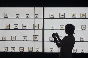 Global Amber Art Exhibition in Hangzhou