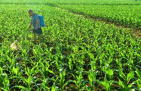Agriculture in High Temperatures