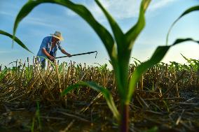 Agriculture in High Temperatures