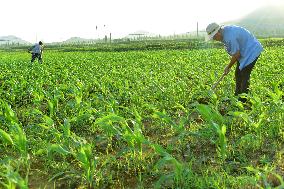 Agriculture in High Temperatures