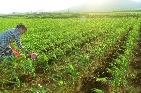 Agriculture in High Temperatures