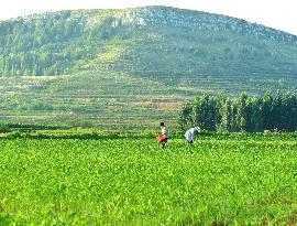 Agriculture in High Temperatures