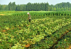 Agriculture in High Temperatures