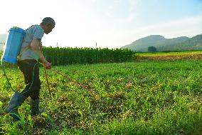Agriculture in High Temperatures
