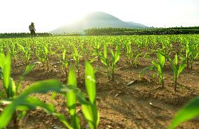 Agriculture in High Temperatures