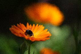 MARIGOLD