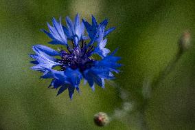 CORNFLOWER