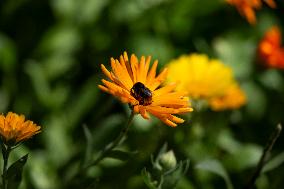 MARIGOLD
