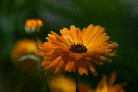 MARIGOLD