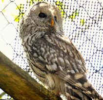 Ural owl at Hokkaido zoo