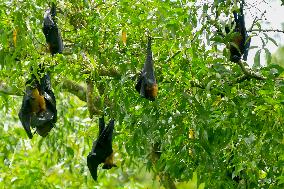 Bats Park - India