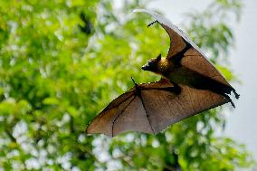 Bats Park - India
