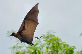 Bats Park - India