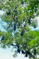 Bats Park - India
