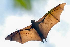 Bats Park - India