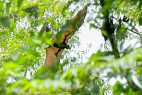 Bats Park - India
