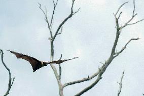 Bats Park - India