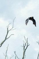 Bats Park - India