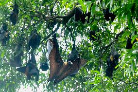 Bats Park - India