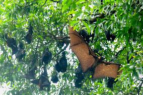 Bats Park - India