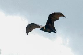 Bats Park - India