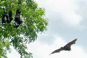 Bats Park - India