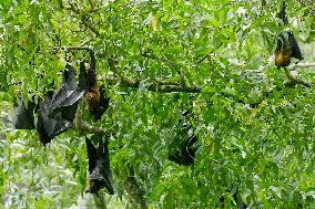 Bats Park - India